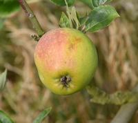 Gråsten 69-438 æble